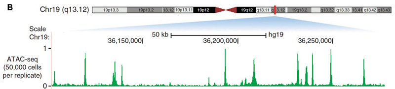 atac-seq_b.jpg