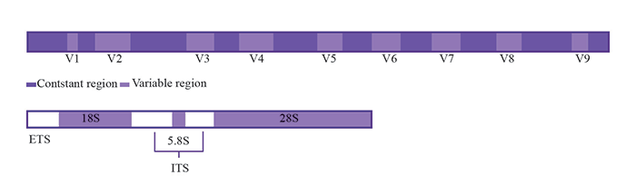 microbiome-sequencing-figure-700.png