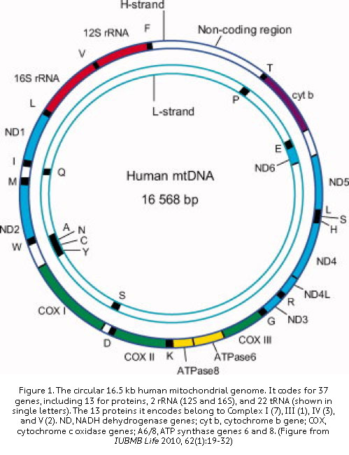 mtdna-seq.jpg